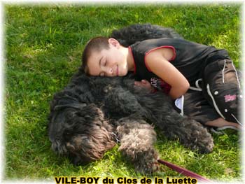 Bouvier des Flandres image  -  Elevage du Clos de la Luette - Copyright dpos