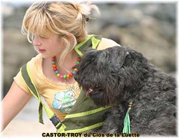 Bouvier des Flandres image  -  Elevage du Clos de la Luette - Copyright dpos