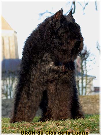 Bouvier des Flandres image  -  Elevage du Clos de la Luette - Copyright dpos