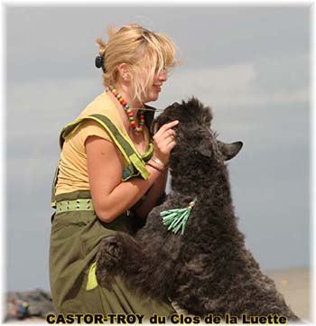 Bouvier des Flandres image  -  Elevage du Clos de la Luette - Copyright dpos