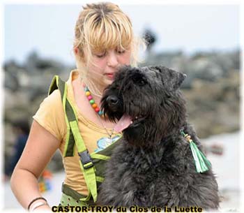 Bouvier des Flandres image  -  Elevage du Clos de la Luette - Copyright dpos