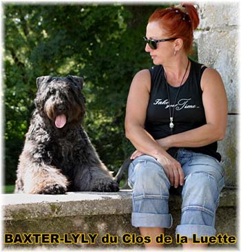 Bouvier des Flandres image  -  Elevage du Clos de la Luette - Copyright dpos