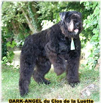 Bouvier des Flandres image  -  Elevage du Clos de la Luette - Copyright dpos