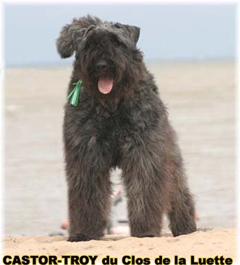 Bouvier des Flandres image - Elevage du Clos de la Luette - Copyright déposé