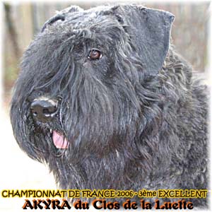 Elevage du CLOS DE LA LUETTE - COPYRIGHT DEPOSE