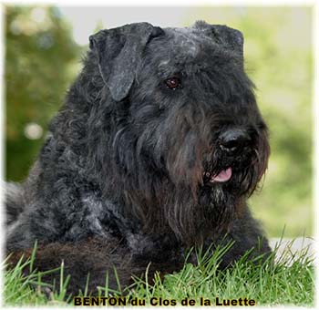 BENTON © Elevage de bouviers des flandres du Clos de la Luette specialisé pour le bouvier des flandres Copyrigth depose