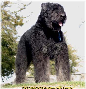 BYRON © Elevage de bouviers des flandres du Clos de la Luette specialisé pour le bouvier des flandres Copyrigth depose