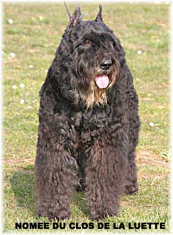 NOMEE © Elevage de bouviers des flandres du Clos de la Luette specialisé pour le bouvier des flandres Copyrigth depose