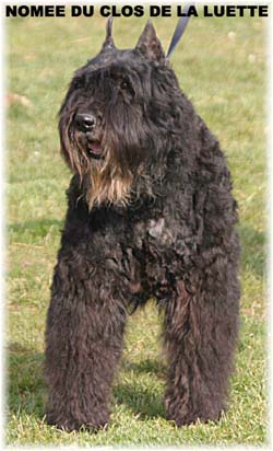 NOMMEE © Elevage de bouviers des flandres du Clos de la Luette specialisé pour le bouvier des flandres Copyrigth depose