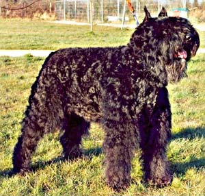 PYRRHA © Elevage de bouviers des flandres du Clos de la Luette specialisé pour le bouvier des flandres Copyrigth depose