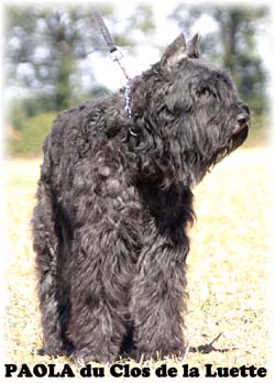 PAOLA © Elevage de bouviers des flandres du Clos de la Luette specialisé pour le bouvier des flandres Copyrigth depose