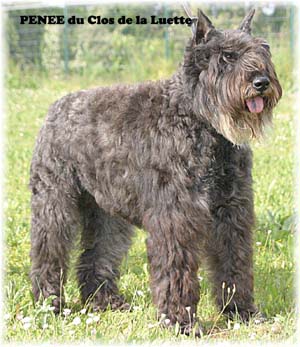 PENEE © Elevage de bouviers des flandres du Clos de la Luette specialisé pour le bouvier des flandres Copyrigth depose