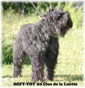 SOFT TOY © Elevage de bouviers des flandres du Clos de la Luette specialisé pour le bouvier des flandres Copyrigth depose