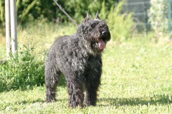 SOFT TOY © Elevage de bouviers des flandres du Clos de la Luette specialisé pour le bouvier des flandres Copyrigth depose