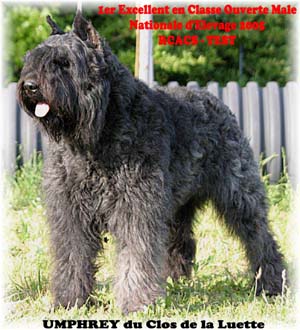 UMPHREY © Elevage de bouviers des flandres du Clos de la Luette specialisé pour le bouvier des flandres Copyrigth depose