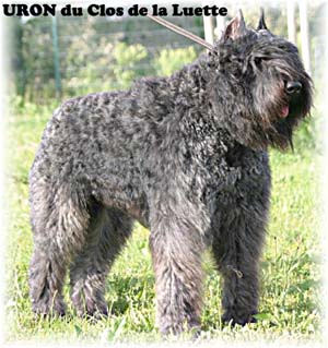 URON© Elevage de bouviers des flandres du Clos de la Luette specialisé pour le bouvier des flandres Copyrigth depose