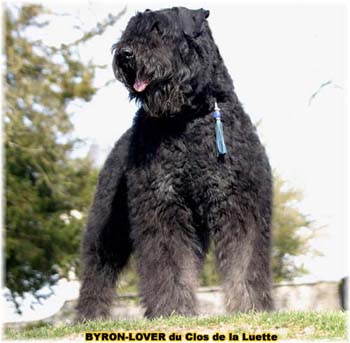 BOUVIER DES FLANDRES ET TRAVAIL du Clos de la Luette Copyright